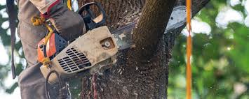 Best Hazardous Tree Removal  in Winter Haven, FL