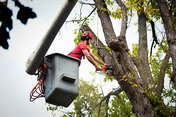 Best Palm Tree Trimming  in Winter Haven, FL