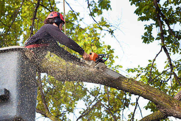 Best Utility Line Clearance  in Winter Haven, FL