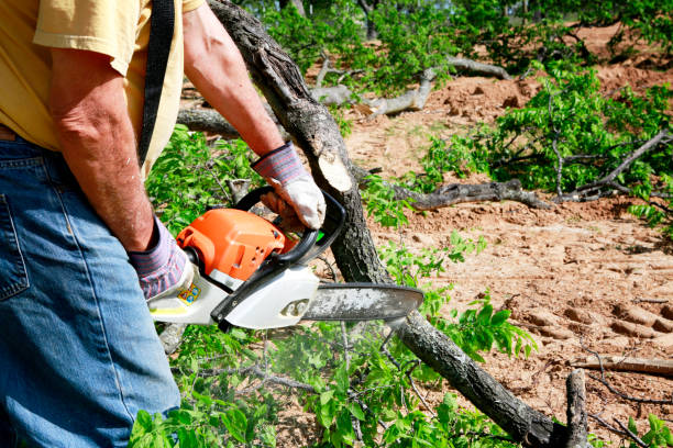 Best Tree Cabling and Bracing  in Winter Haven, FL